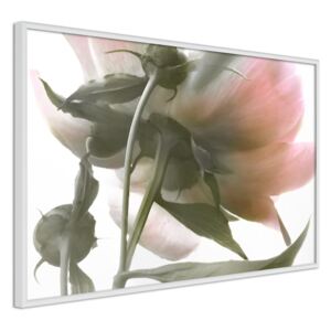 Bimago Zarámovaný obraz - Under the Flower Biely rám 60x40 cm