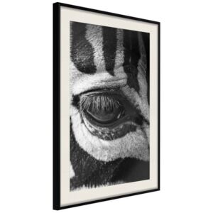 Bimago Zarámovaný obraz - Zebra Is Watching You Čierny rám s paspartou 40x60 cm