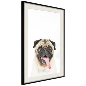 Bimago Zarámovaný obraz - Funny Pug Čierny rám s paspartou 40x60 cm