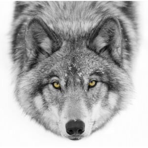 Umelecká fotografia Yellow eyes - Timber Wolf, Jim Cumming