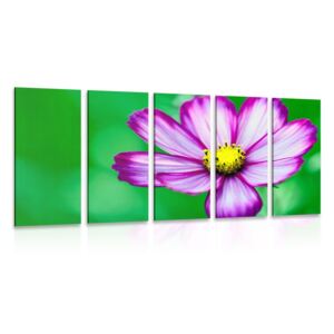 5-dielny obraz záhradný kvet krasuľky