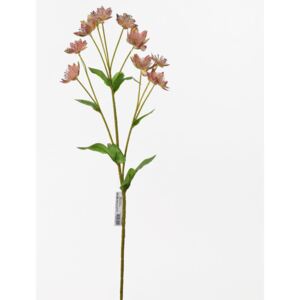 Astrantia biel/ružová 58cm