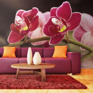 Fototapeta - Krásné květy orchidejí na vodě 450x270 cm