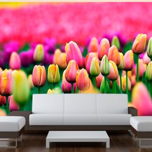 Bimago Fototapeta - Field of tulips 200x154 cm