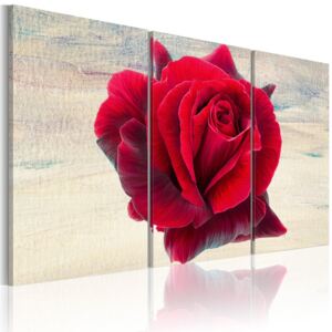 Obraz na plátne Bimago - Lyrical rose 60x40 cm