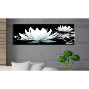 Obraz biele lekno - Alabaster lilies