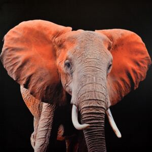 Falc Obraz na plátne - Slon Indický, 70x70 cm