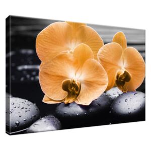 Obraz na plátne Krásna oranžová orchidea 30x20cm 1714A_1T