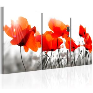 Obraz - Charming Poppies 120x60