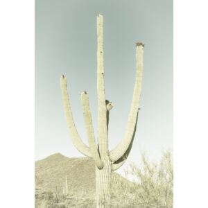 Umelecká fotografia SAGUARO NATIONAL PARK Giant Saguaro | Vintage, Melanie Viola