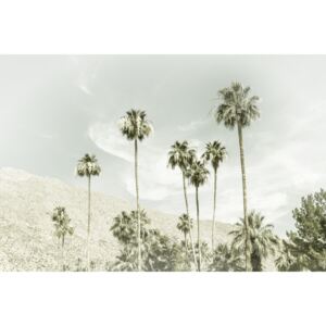 Umelecká fotografia Palm Trees in the desert | Vintage, Melanie Viola