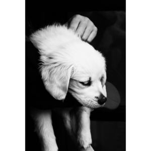 Umelecká fotografia Black and White Puppy, Maurits Bausenhart