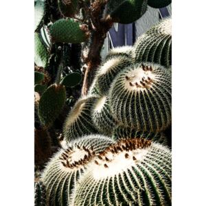 Umelecká fotografia Cactus, Maurits Bausenhart