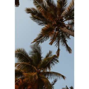 Umelecká fotografia Sky of palms, Maurits Bausenhart