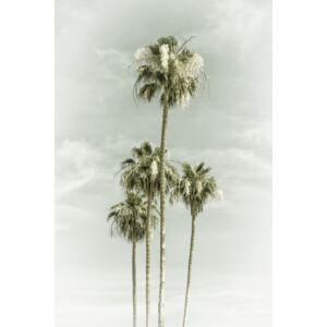 Umelecká fotografia Vintage Palm Trees Skyhigh, Melanie Viola