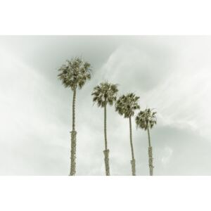 Umelecká fotografia California Vintage Palm Trees, Melanie Viola