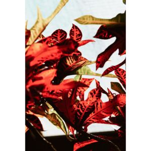 Umelecká fotografia Red leaves, Maurits Bausenhart