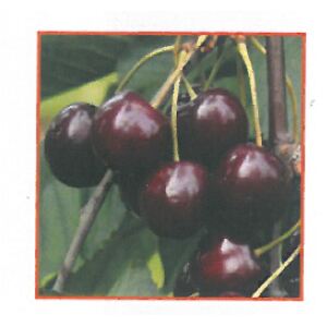 Ovocný strom čerešňa "Sunburst" (prunus avium)