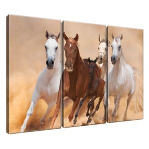 Obraz na plátne Cválajúce kone 90x60cm 1135A_3J