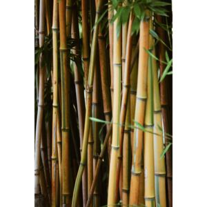 Umelecká fotografia Bamboo wall, Maurits Bausenhart