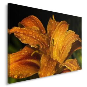 CARO Obraz na plátne - Yellow Lily 40x30 cm