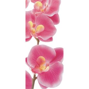 Fototapeta na dvere - Pink orchid Vliesová tapeta