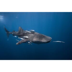 Umelecká fotografia Whale shark, Barathieu Gabriel