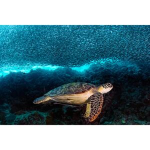 Umelecká fotografia Turtle and Sardines, Henry Jager