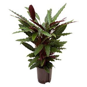 Calathea rufibarba 18/19 V90 cm