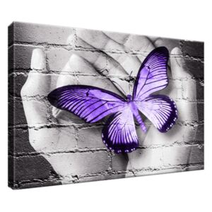 Obraz na plátne Fialový motýľ na dlaniach 30x20cm 2389A_1T