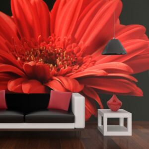 Fototapeta Bimago - Red gerbera flower + lepidlo zadarmo 200x154 cm