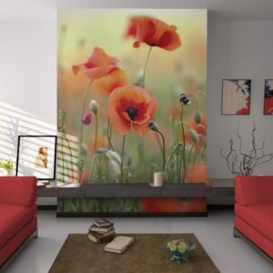 Fototapeta - The gentle charm of summer poppies 200x154 cm