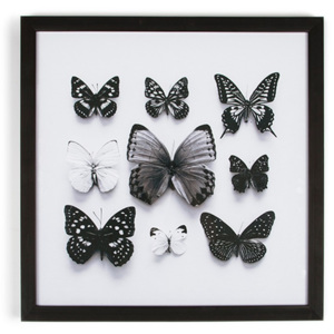 Obraz v ráme Graham & Brown Butterfly Studies, 50 × 50 cm