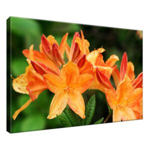 Obraz na plátne Rododendron Azalka oranžová 30x20cm 124A_1T