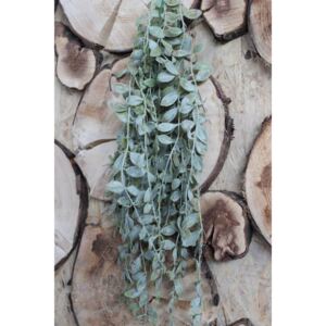 Sivozelená umelá rastlina aeschynanthus 80cm