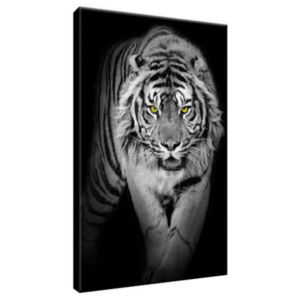 Obraz na plátne Nebezpečný tiger v tme 20x30cm 2359A_1S