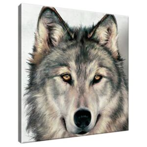 Obraz na plátne Šedivý vlk 30x30cm 3341A_1AI
