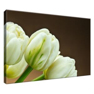 Obraz na plátne Očarujúce biele tulipány 30x20cm 1257A_1T