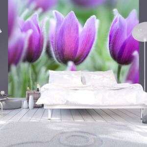 Fototapeta Bimago - Purple spring tulips + lepidlo zadarmo 200x154 cm