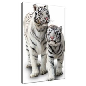Obraz na plátne Biele tigre 20x30cm 1270A_1S