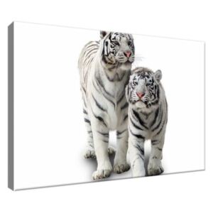 Obraz na plátne Biele tigre 30x20cm 1270A_1T