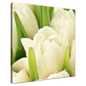 Obraz na plátne Jemné tulipány 30x30cm 1254A_1AI