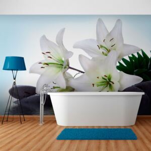 Fototapeta - Pure, white lilies 300x231 cm