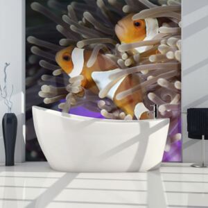 Fototapeta Bimago - Clownfish + lepidlo zadarmo 200x154 cm