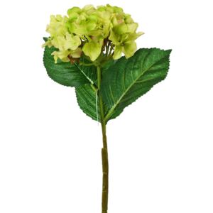 Ks hortenzia zelená 50cm