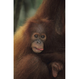 Plagáty, Orangután - 0208