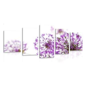 5-dielny obraz kvitnúce fialové kvety cesnaku