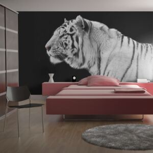 Fototapeta - White tiger 200x154 cm