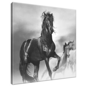 Obraz na plátne Pozorný čierny kôň 30x30cm 2501A_1AI