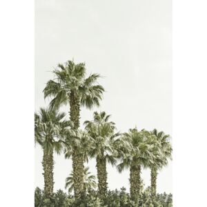 Umelecká fotografia Vintage palm trees at the beach, Melanie Viola